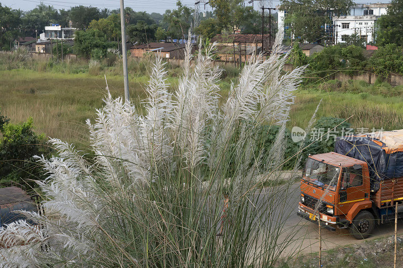 Kaashful, kans草或Saccharum自发，盛开在西孟加拉邦的高速公路旁，印度。Kaashful生长与印度教最大的节日Durga Puja有关。
